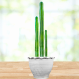 Potted Mexican Fence Post Cactus on a wooden surface with a blurred natural background