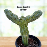 Crested Blue Flame plant in a pot with text indicating size on a blurred natural background