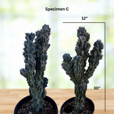 Two potted Curiosity Cacti with measurements on a wooden surface and blurred green background