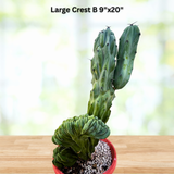 Crested Blue Flame plant in a pot on a wooden surface with a blurred background