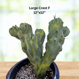 Potted Crested Blue Flame with text indicating size and dimensions on a blurred background