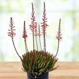 Aloe 'Crosby's Prolific'
