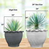 Yucca Rostrata