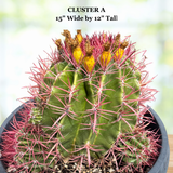 Ferocactus Pringlei