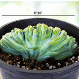 Crested Blue Flame