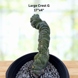 Large twisted Crested Blue Flame plant in a pot with text indicating size and dimensions.