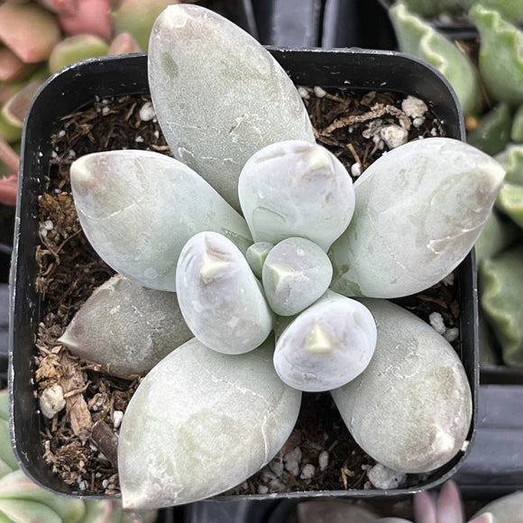 Light green Pachyphytum 'Buster' plant in a pot with a blurred background