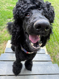 Black curly-coated dog sitting on a wooden deck with grass in the background