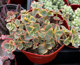 Crassula 'Calico Kitten' with red edges in a red pot among other plants.