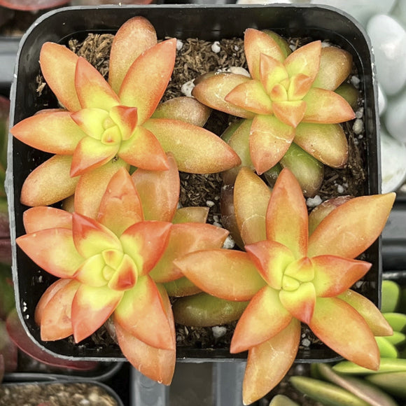Close-up of Sedum ‘Shooting Stars’ with orange and green leaves in a pot.