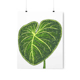 Philodendron Gloriosum Botanical Print – Unframed Wall Art