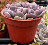 Echeveria 'Cubic Frost' in a red pot with other plants in the background