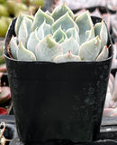 Echeveria 'Blue Surprise' in a black pot with a blurred background