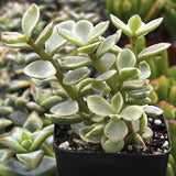 Potted Portulacaria afra aka Elephant Bush plant with green leaves in a black pot against a blurred background of other plants.