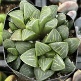 Haworthia pygmaea plant in a pot with a blurred background