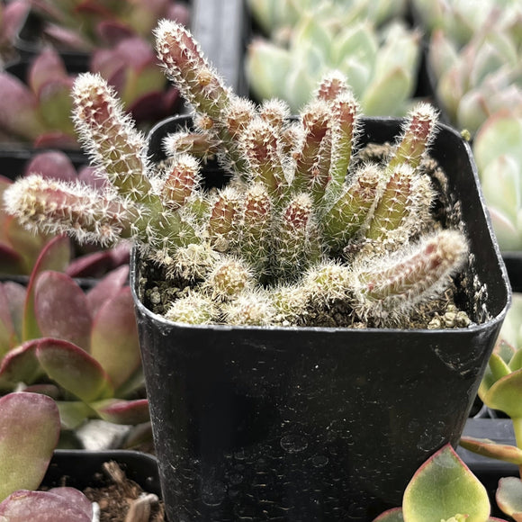 Small Rhipsalis baccifera subsp. horrida plant in a black pot with other plants in the background