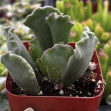 Adromischus cristatus in a red pot with a blurred background of other plants.