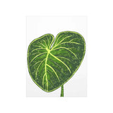 Philodendron Gloriosum Botanical Print – Unframed Wall Art