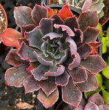 Close-up of Echeveria 'Neon Breaker' with pink and green leaves.
