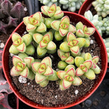 Crassula brevifolia plant with green and red leaves in a red pot.