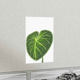 Philodendron Gloriosum Botanical Print – Unframed Wall Art
