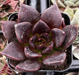 Close-up of Echeveria 'Black Prince' plant with dark purple leaves in a pot.