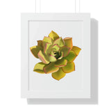 Noble Aeonium Succulent Framed Print – Botanical Wall Art