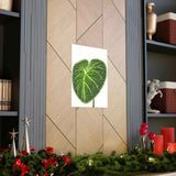 Philodendron Gloriosum Botanical Print – Unframed Wall Art