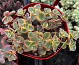 Crassula 'Calico Kitten' in a red pot with other plants in the background
