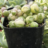 Potted Senecio rowleyanus f. variegatus plant with green and white leaves in a black pot.