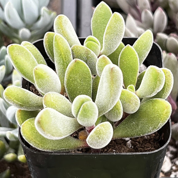 Crassula congesta plant with green leaves in a pot