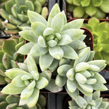 Close-up of a Sedeveria 'Blue Burrito' plant with a blurred background