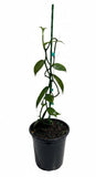 Vanilla Bean Orchid | Vanilla planifolia | Tropical Climbing Vine for Gourmet Vanilla Beans