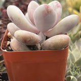 Pink Moonstone Pachyphytum plant in a red pot with blurred background