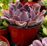 Echeveria 'Neon Breaker' plant in a red pot with other plants in the background