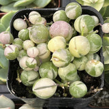 Potted Senecio rowleyanus f. variegatus plant with round green and pinkish-brown leaves.