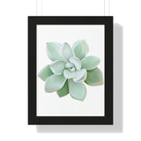 Pachyveria Haagei Succulent Framed Print – Botanical Wall Art