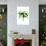 Philodendron Cream Splash Botanical Print – Unframed Wall Art