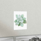 Pachyveria Haagei Succulent Botanical Print – Unframed Wall Art