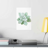 Pachyveria Haagei Succulent Botanical Print – Unframed Wall Art