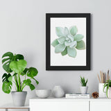Pachyveria Haagei Succulent Framed Print – Botanical Wall Art