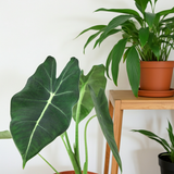 Alocasia Micholitziana 'Frydek'