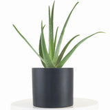 Aloe Vera House Plant in Black Ceramic Cylinder Planter