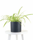 Spider Plant in Black Ceramic Cylinder Planter on a white table with a white background