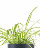 Spider Plant in Black Ceramic Cylinder Planter with long green leaves on a white background