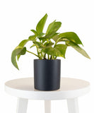 Epipremnum aureum 'Pothos' in Black Ceramic Cylinder Planter