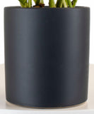 Black cylindrical planter with green plants on a white background