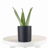 Aloe Vera House Plant in Black Ceramic Cylinder Planter