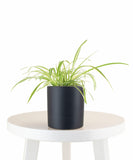  Spider Plant in Black Ceramic Cylinder Planter on a white table against a white background