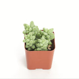 Sedum morganianum 'Burro's Tail'
